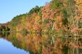 Autumn trees near pond with mallard ducks, Canada geese on water reflection Royalty Free Stock Photo